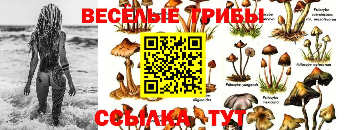 Луховицы  наркота  Вход с VPN  Галлюциногенные грибы GOLDEN TEACHER 